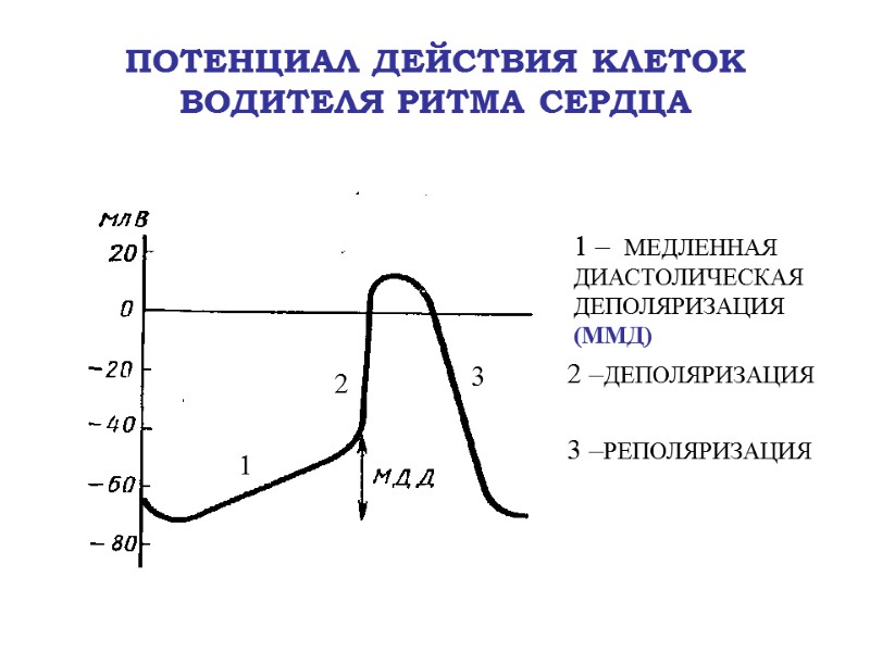 ПОТЕНЦИАЛ ДЕЙСТВИЯ КЛЕТОК ВОДИТЕЛЯ РИТМА СЕРДЦА 1 2 3 1 –  МЕДЛЕННАЯ ДИАСТОЛИЧЕСКАЯ